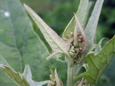 spear leaved orache